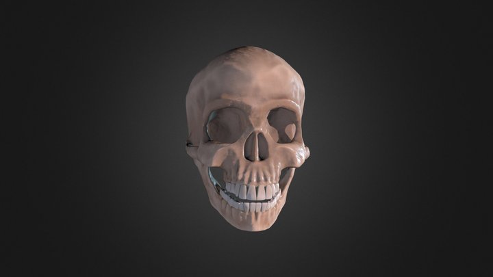 Skull - HIGH 3D Model