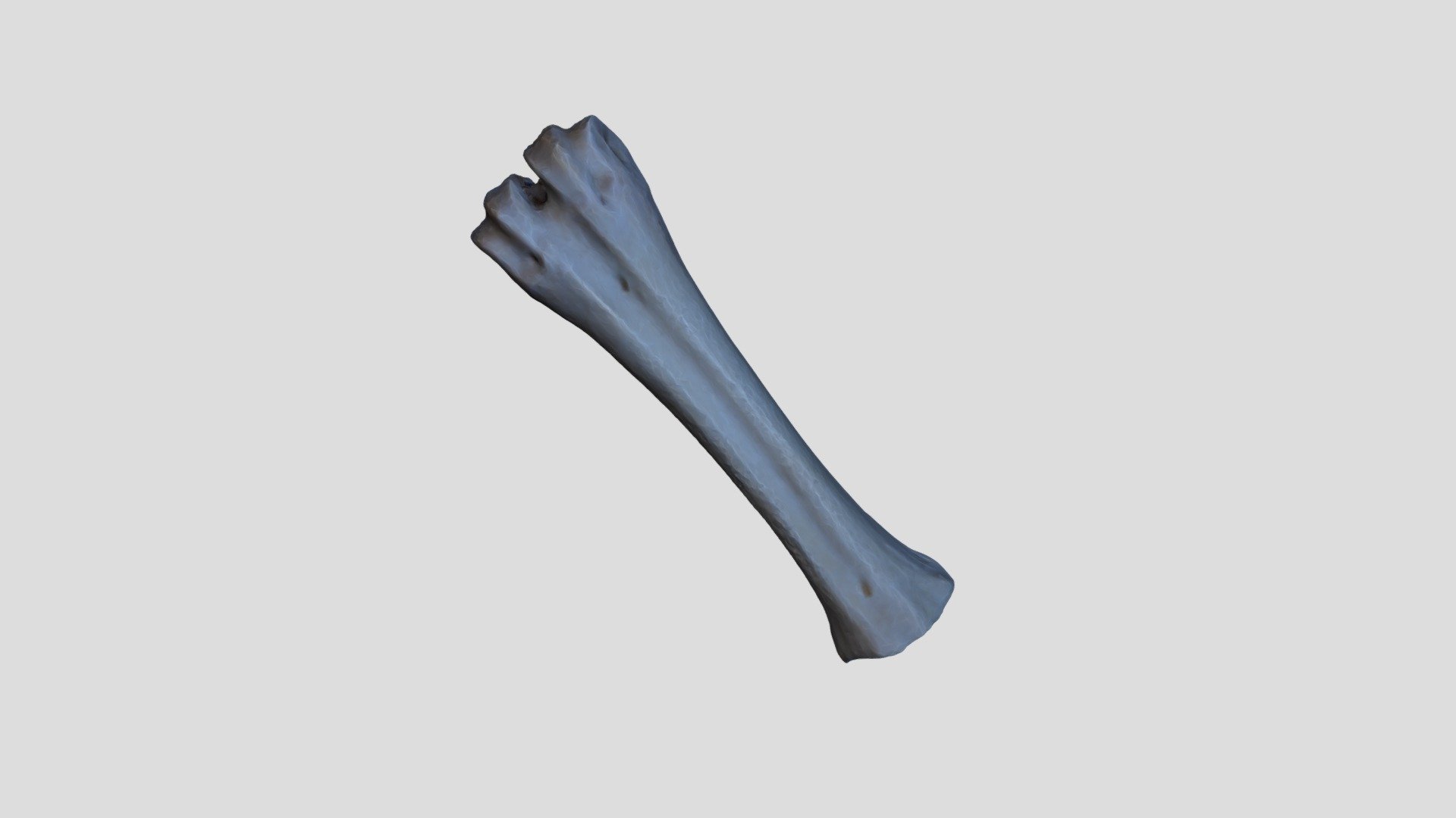 Bubalus Bubalis Metatarsi L