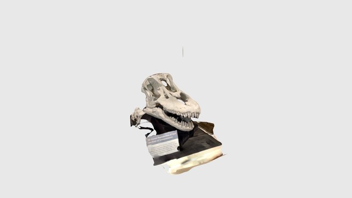 Sarmientosaurus skull 3D Model