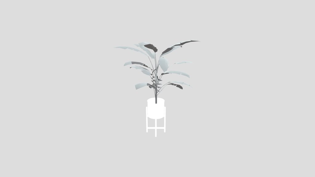 Heliconia Lobster Plant Med Potted