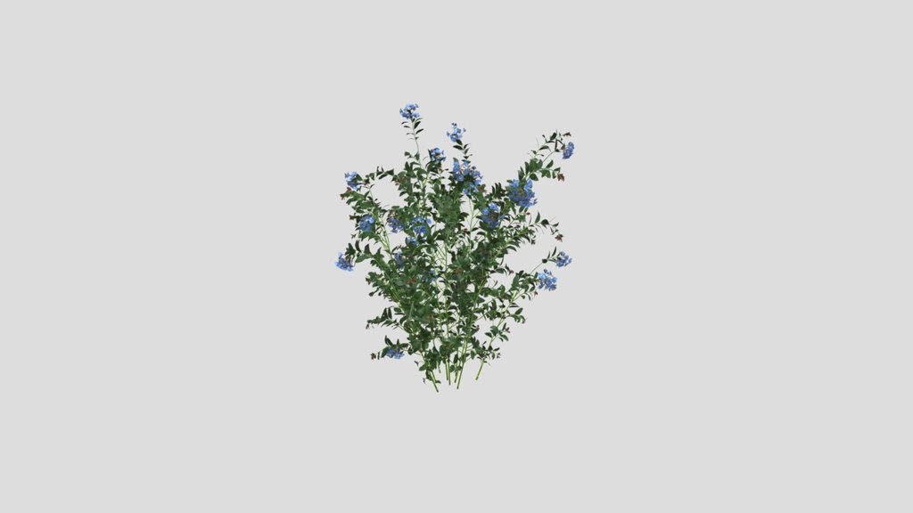 Small Plant Ceratostigma