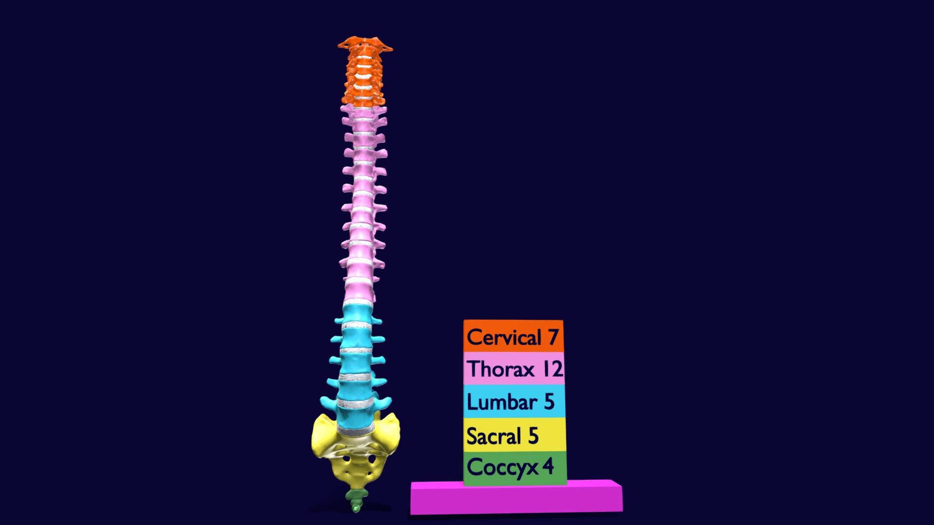 Vertebrae vertebral column color labelled