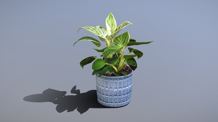Philodendron birkin 3D Model