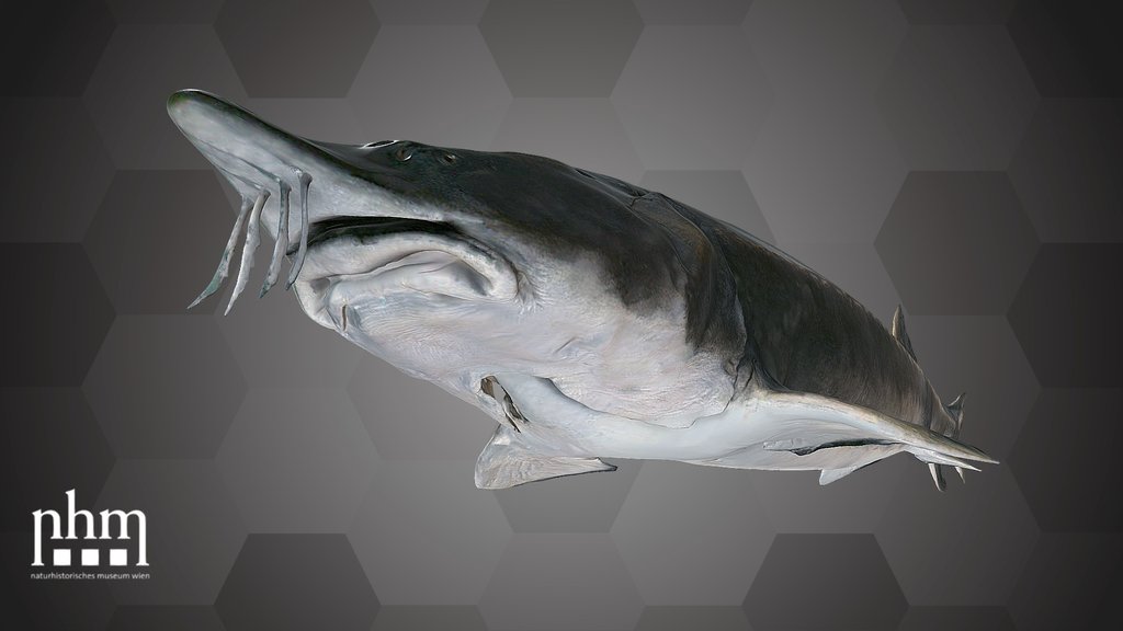 Beluga Sturgeon (NHMW-ZOO-FS-2012.IX.5)