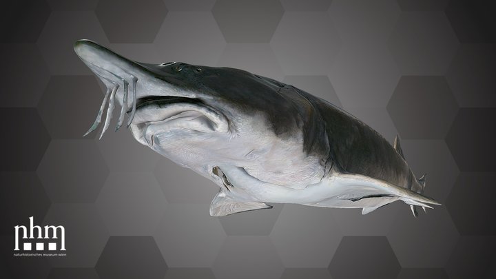 Beluga Sturgeon (NHMW-ZOO-FS-2012.IX.5) – Free 3D Model STL