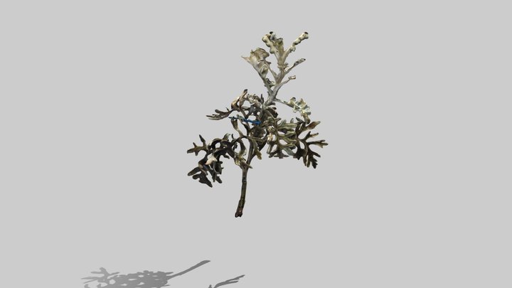 Jacobaea maritima 3D Model