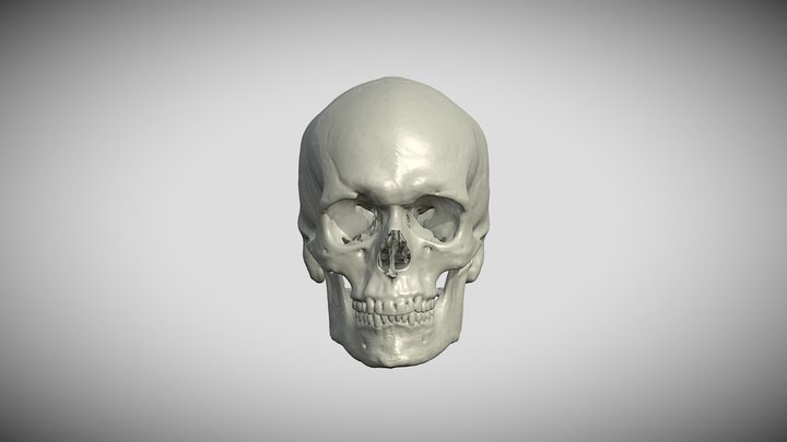 deseo Física obturador Human-skull 3D models - Sketchfab