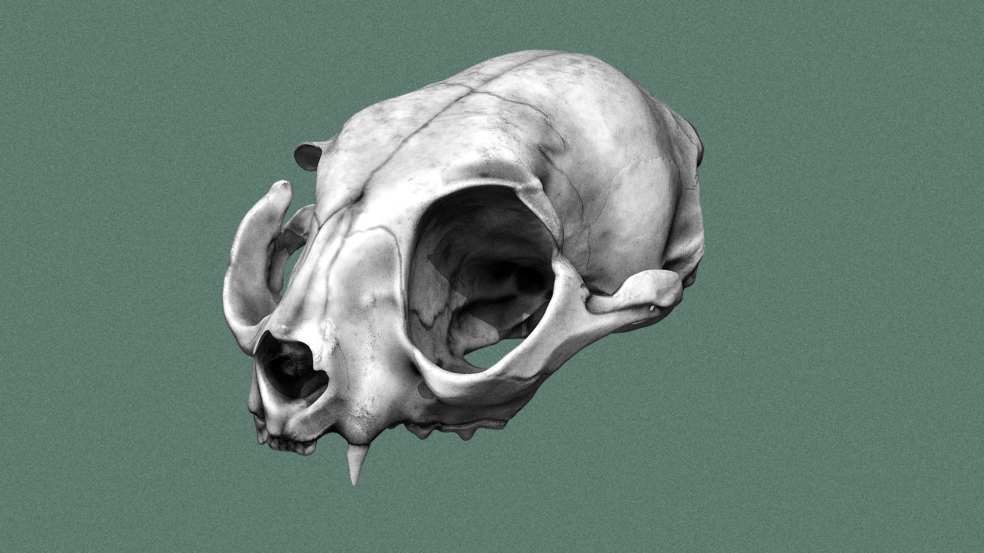 3D model CAT SKULL - This is a 3D model of the CAT SKULL. The 3D model is about a skull of a bull.