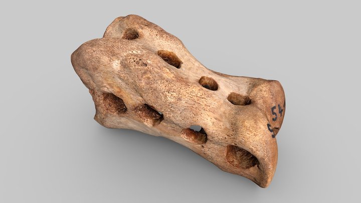 Bone tool