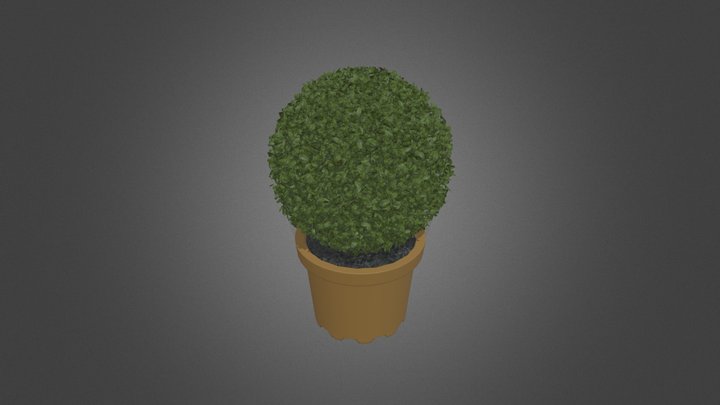 buxus 3d plant 3D Model