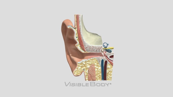 Ear Anatomy 3D Model