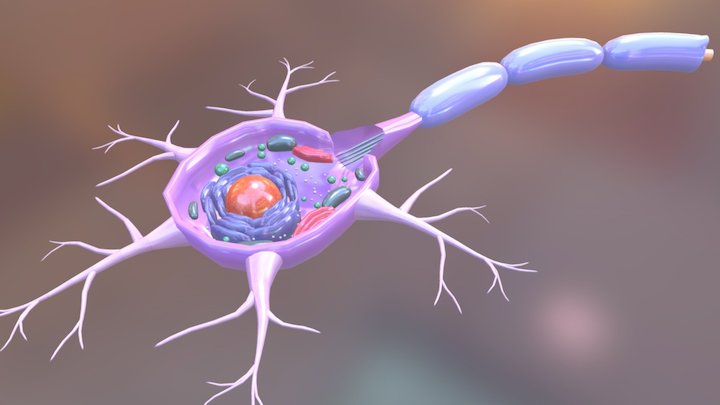 neuron 3D Model