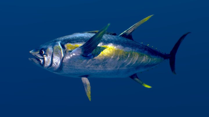 Yellowfin Tuna 3D Model