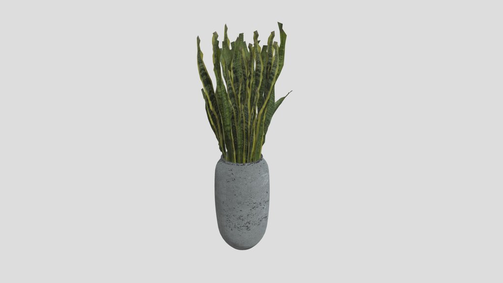 Indoor Plant C