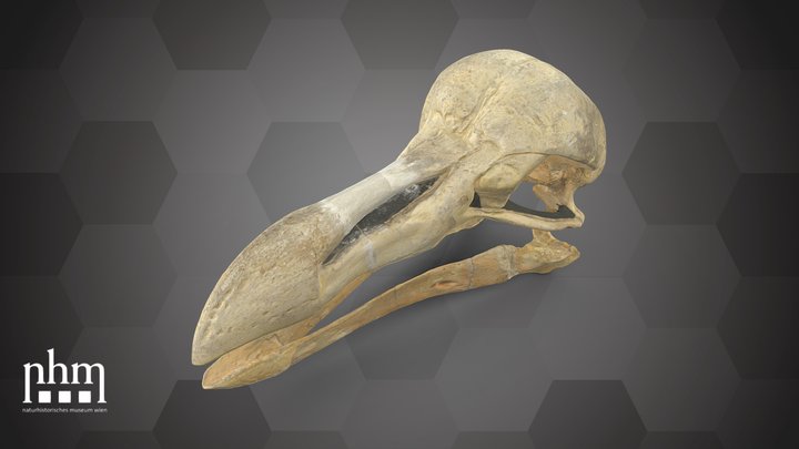 Dodo Skull (NHMW-ZOO-VS-97061) – Modello 3D gratuito STL