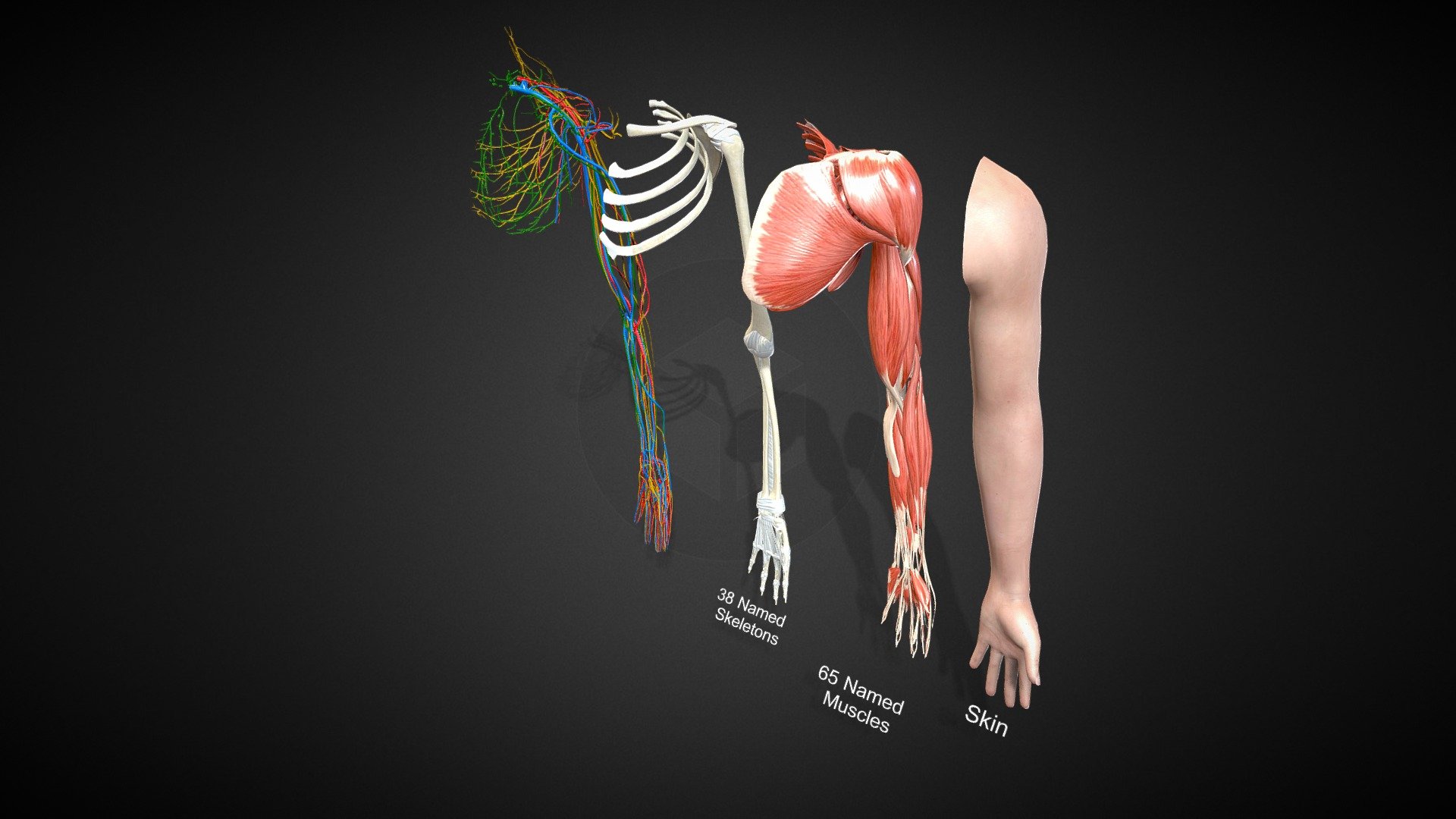 Complete Human Arm Anatomy - Buy Royalty Free 3D model by 3D4SCI ...