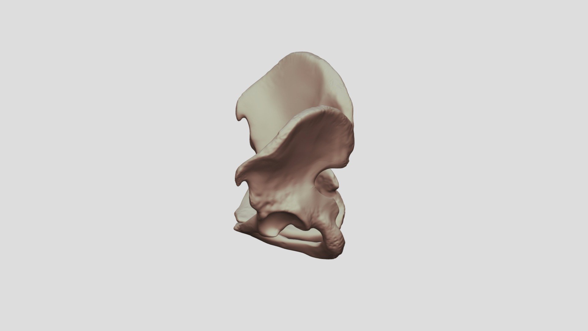 Male Pelvic Girdle