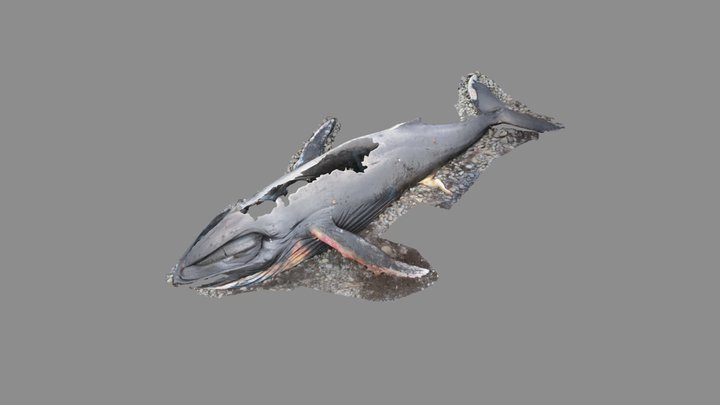 Beached Humpback Whale 3D Model