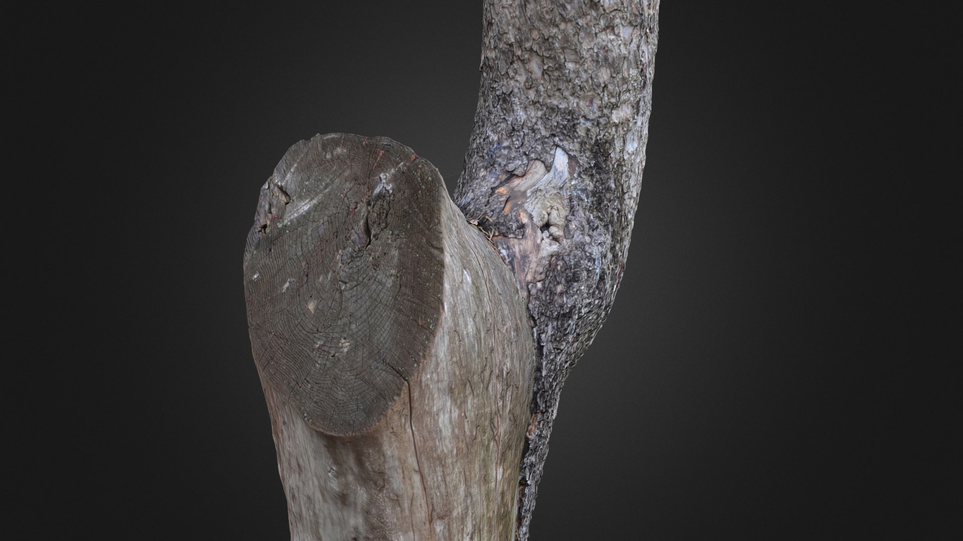 3D model Tree - This is a 3D model of the Tree. The 3D model is about a close up of a tree trunk.