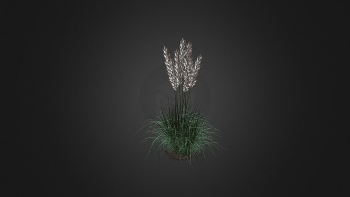 Ornamental Grass 3D Model