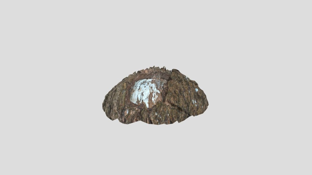 Cinnamomum Camphora Burl