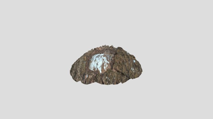 Cinnamomum Camphora Burl – Gratis 3D-model STL