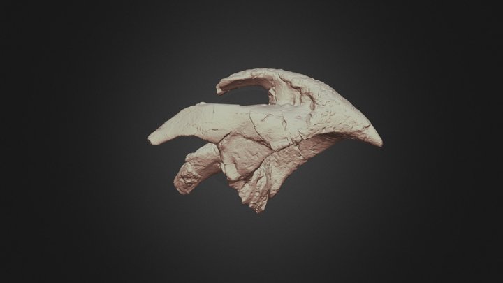 Ajkaceratops kozmai premaxilla/rostral bone 3D Model