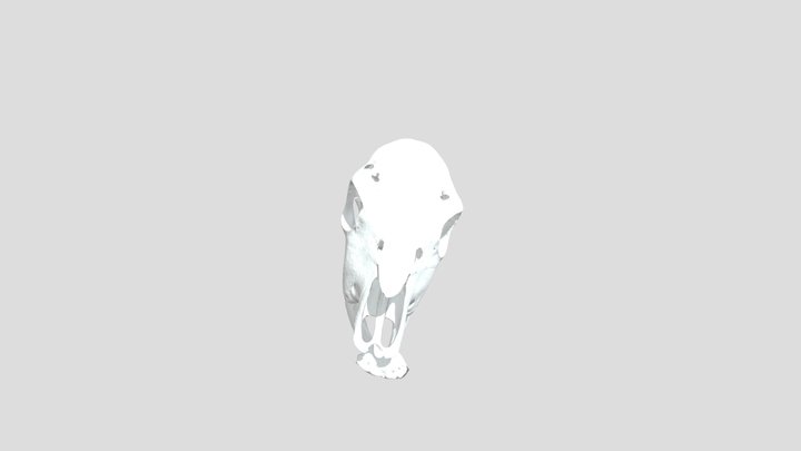 Cow Skull 3D Model