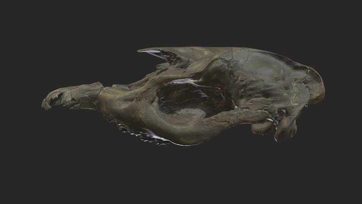 ETMNH 12729, Tapir Cranium 3D Model