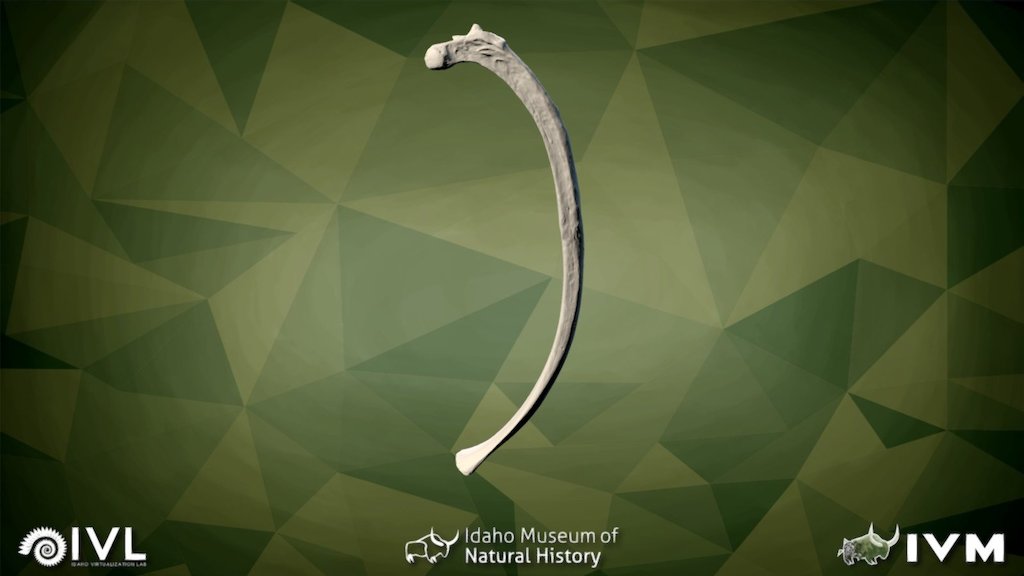 IMNH 47001 1541- Rib-07 Left