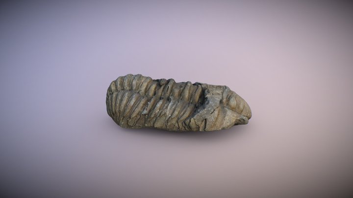 Trilobite 3D Model