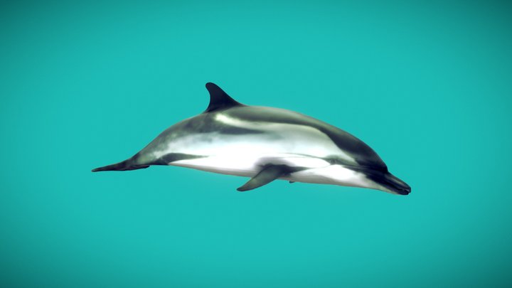 Stenella coeruleoalba 3D Model
