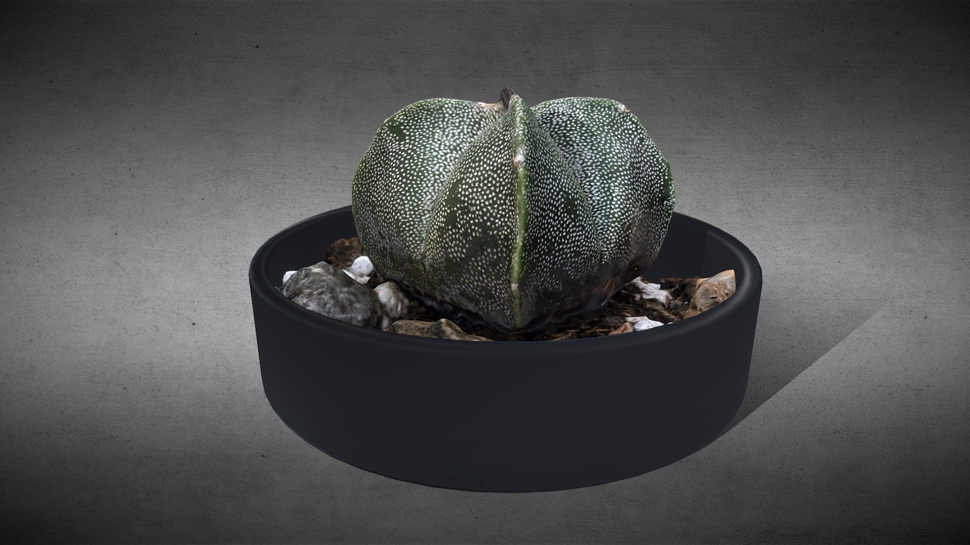 Astrophytum myriostigma