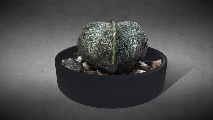 Astrophytum myriostigma 3D Model