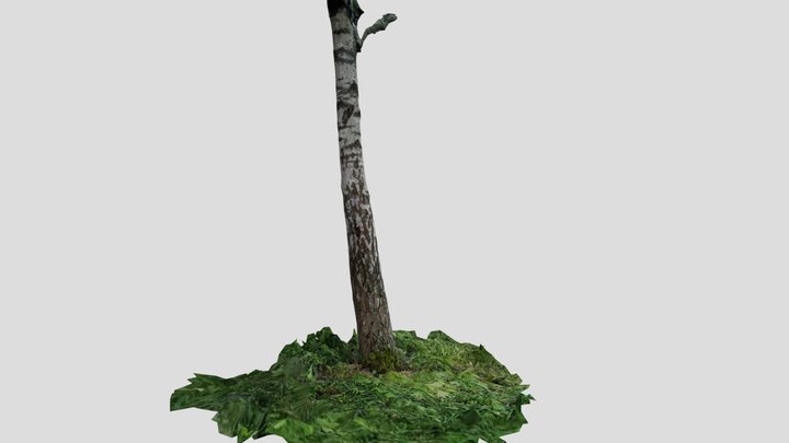 Birch tree 3D Model