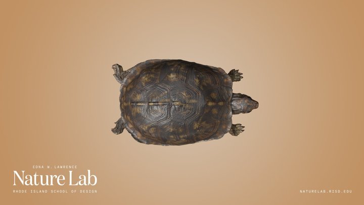 Eastern Box Turtle – Kostenloses 3D-Modell STL