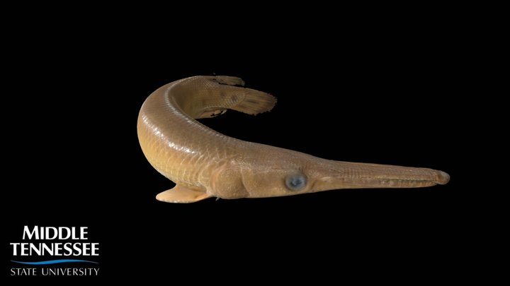 Spotted Gar - Lepisosteus oculatus 3D Model