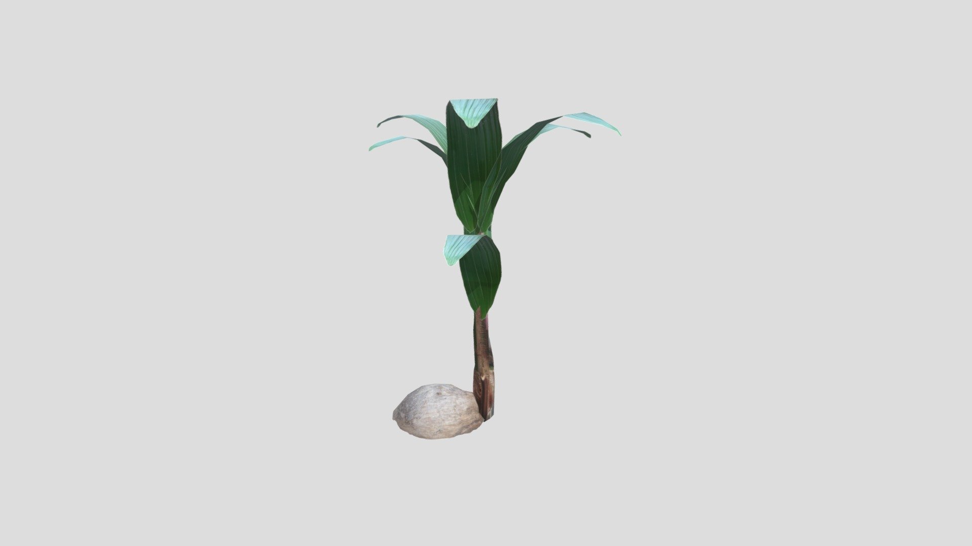 Coconut Plant