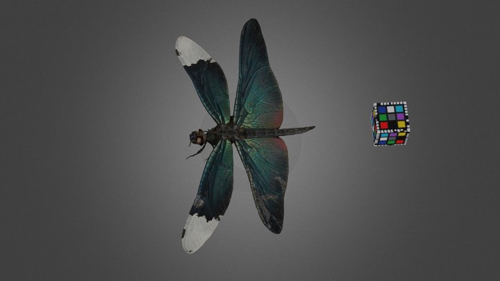 CC0 チョウトンボ ♂ Butterfly Dragonfly, R. fuliginosa