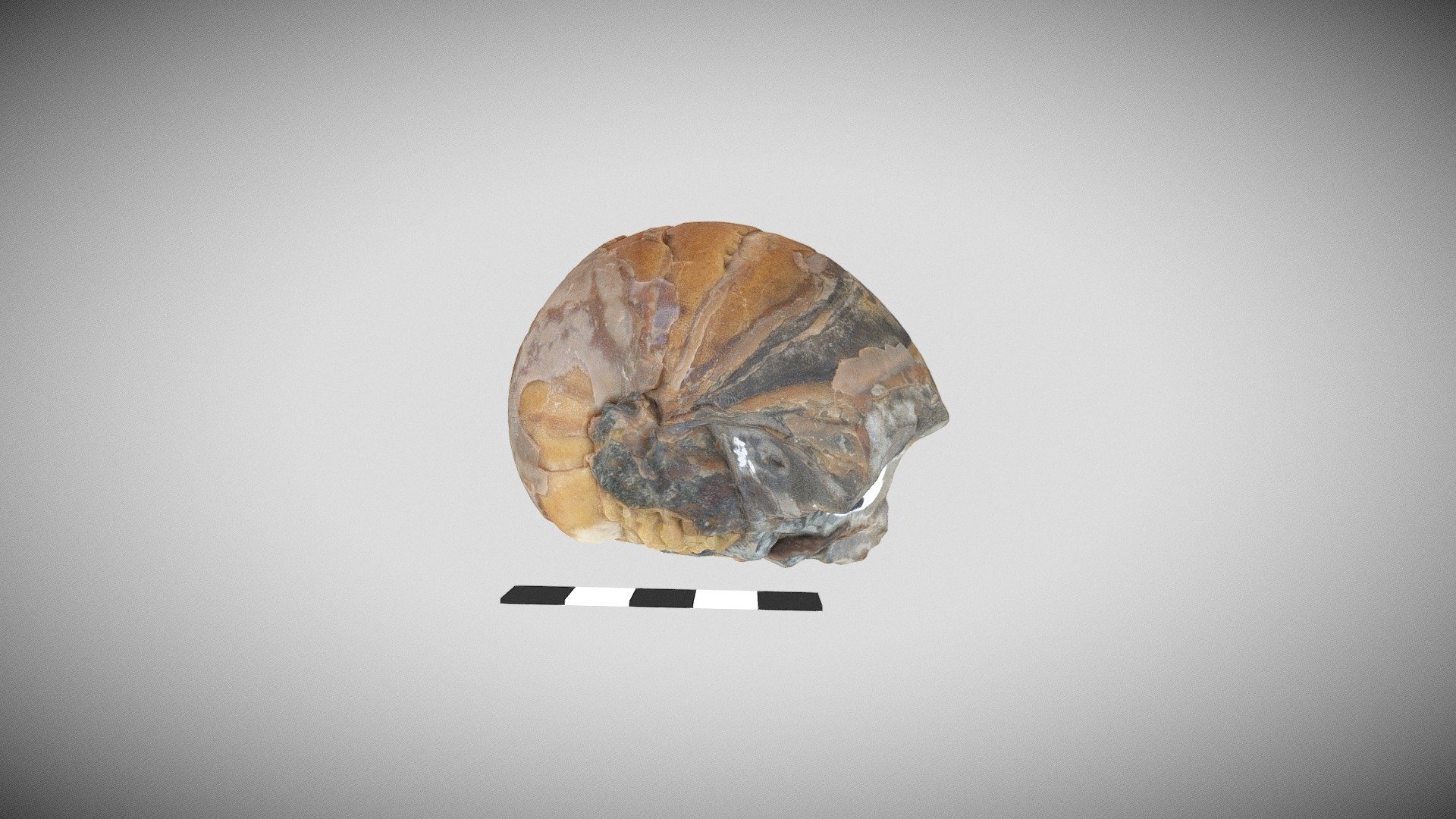 Nautiloid