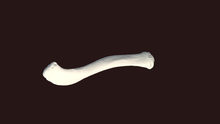 Child Clavicle 4 3D Model