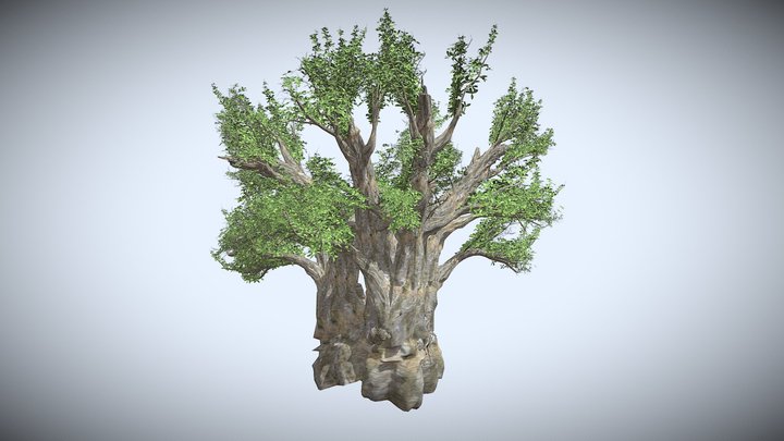 African Baobab Tree 3D Model
