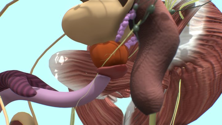 Prostate 3D Model