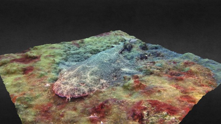 Angel Shark 3D Model