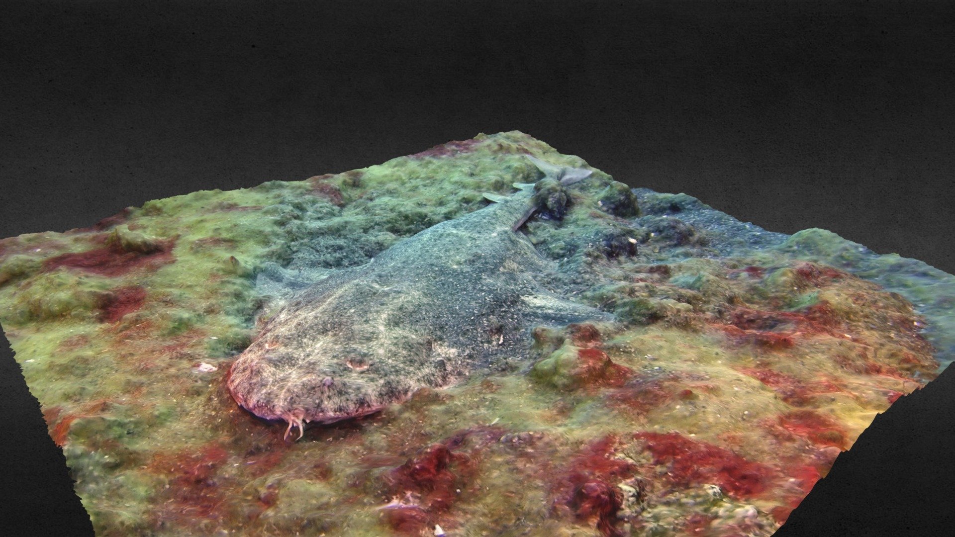 Angel Shark