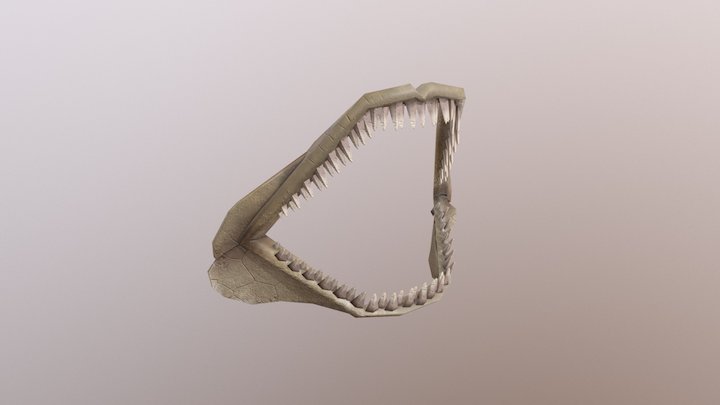 Shark Jaw Asset 3D Model