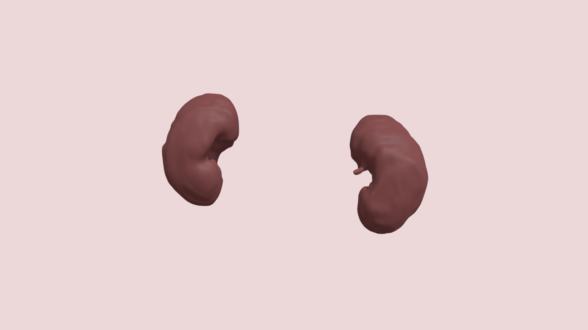 Segmentation Kidney