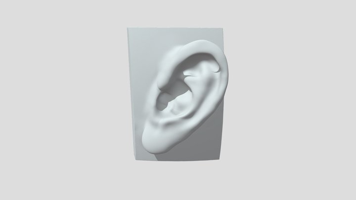 EAR 3D Model