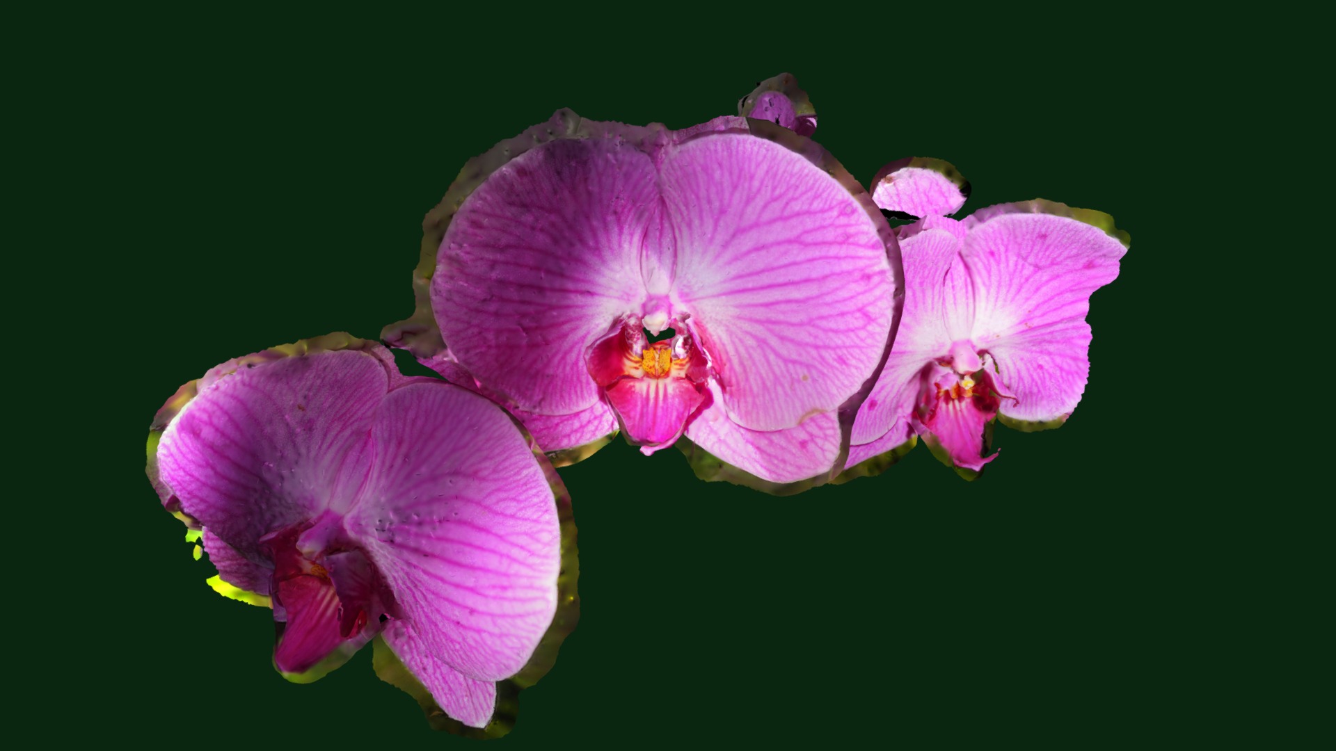 3D model Orchid - This is a 3D model of the Orchid. The 3D model is about a close up of a flower.