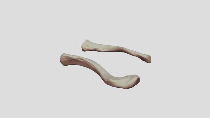 Human Clavicle Bone (right&left) 3D Model